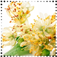 Linden extract