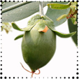 Jojoba oil