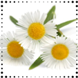 Chamomile