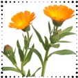 Calendula Calendula