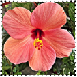 Mallow